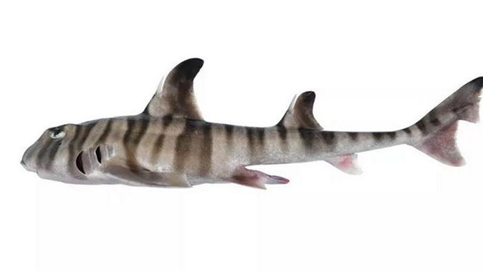 В Австралии обнаружен новый причудливый вид акул
