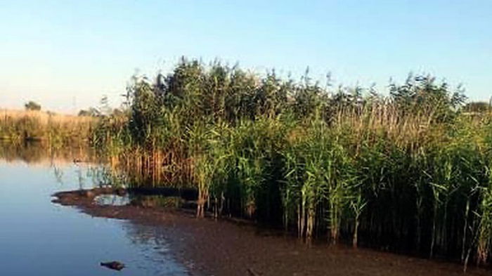 Полиция расследует обстоятельства гибели птиц в водоеме на Полтавщине