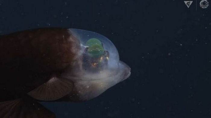 Не от мира сего. В океане скрывается рыба с прозрачной головой и вращающимися глазами (фото)