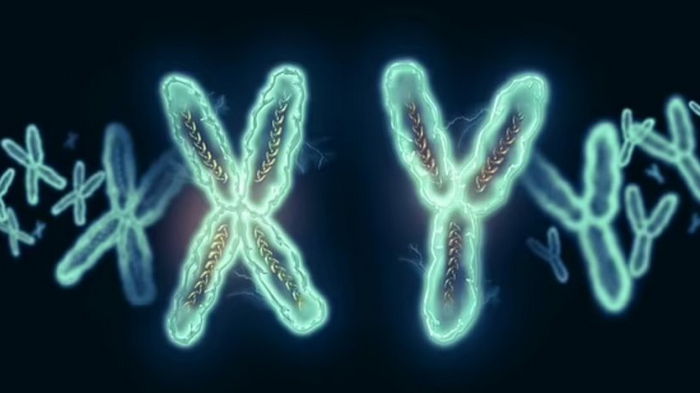 Впервые полностью расшифрована Y-хромосома: это поможет лечить рак и бесплодие