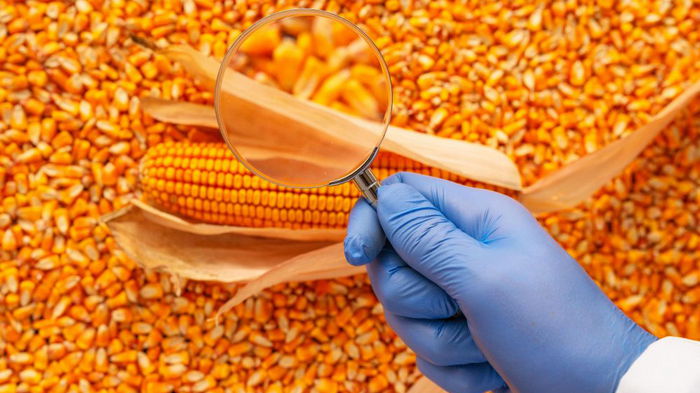 Рада приняла закон о ГМО
