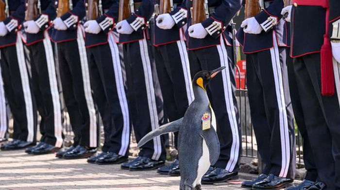 В Шотландии пингвину присвоили звание генерал-майора норвежской армии