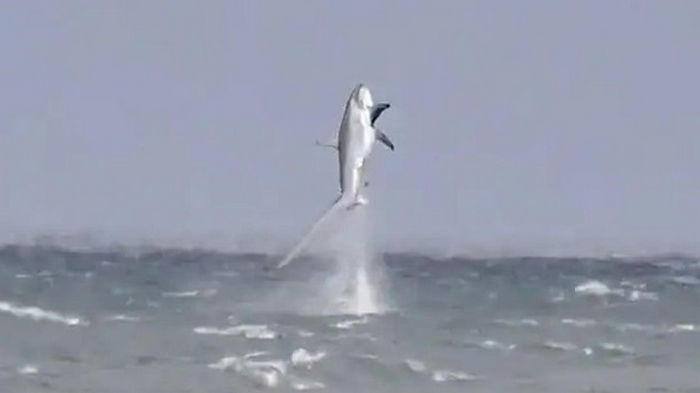 На побережье Британии акула выпрыгнула из воды