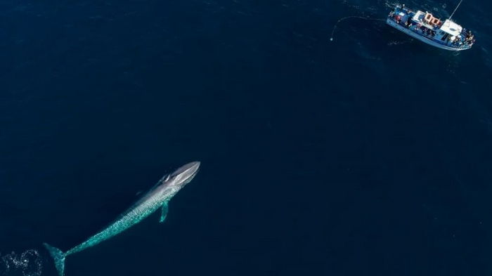 Спорное решение. Исландия отменила запрет на убийство китов в открытом море