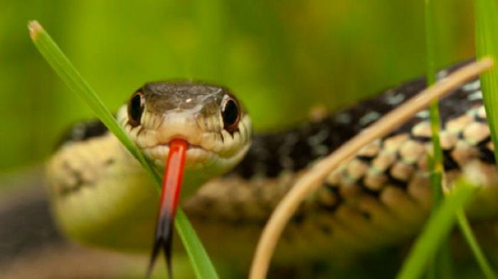 З початку року від укусів змій постраждали понад 50 людей