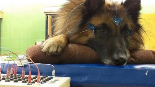 Ученые обнаружили, что собаки слышат голос хозяина даже сквозь сон
