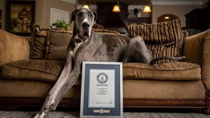 Помер найвищий пес у світі