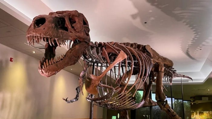 Загадка на критическое мышление: почему кости динозавров не рассыпаны повсюду, если они существовали