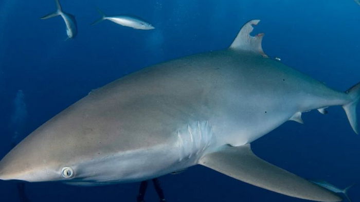 Супергерои в океане: акула впервые заново отрастила спинной плавник (фото)