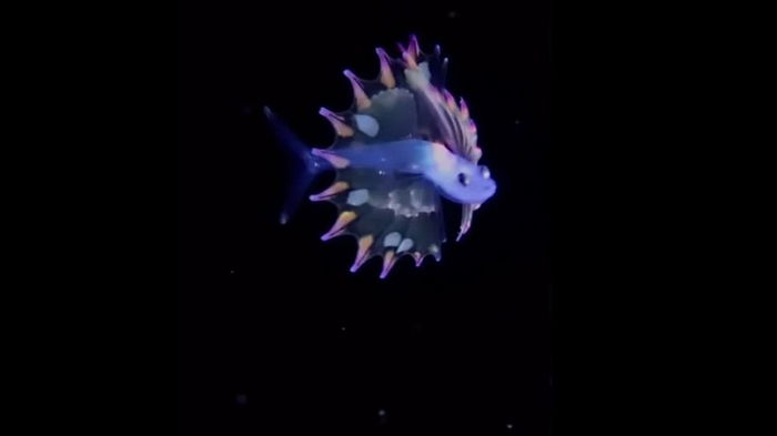 Самая красивая личинка в океане: ученые показали рыбу, которая даже не выглядит настоящей (видео)