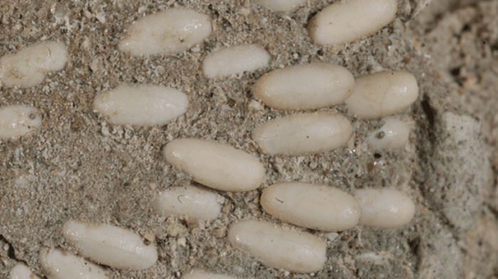 В национальном памятнике США нашли «яичные капсулы», которым 29 млн лет