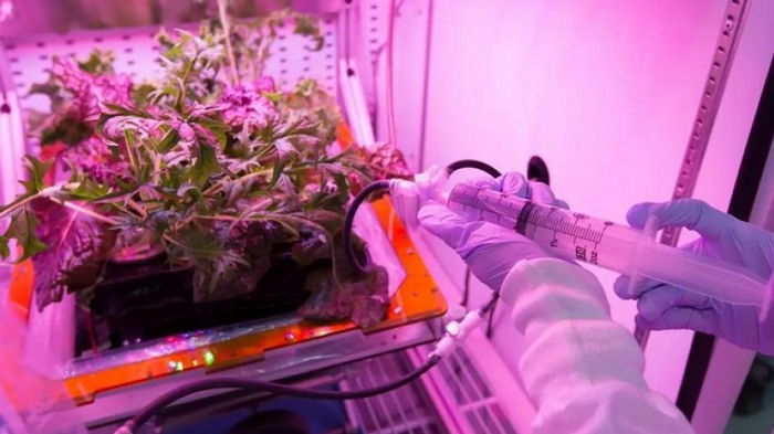 Опасная космическая еда: обнаружено, что популярный овощ вреден для здоровья астронавтов