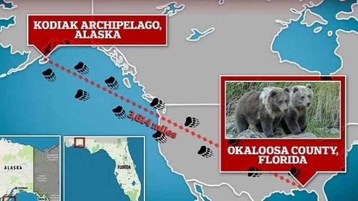 Загадочно «телепортировались»: как мишки из Аляски оказались почти за 6000 км от дома (фото)