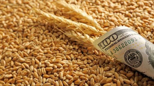 Продажи пшеницы на экспорт постоянно растут, в феврале возможен рекорд...