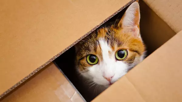 Чому коти люблять коробки: захоплююча наука про котячу поведінку