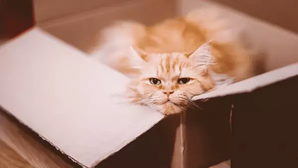 кіт в коробці