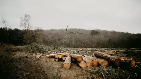 У зоні відчуження ЧАЕС незаконно вирубали дерева на 120 мільйонів грив...