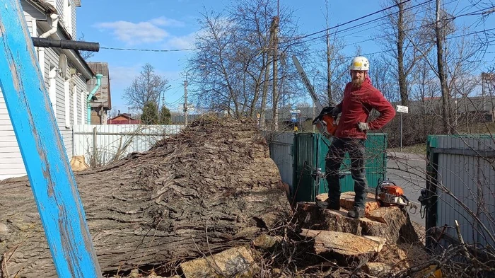 Способы валки деревьев