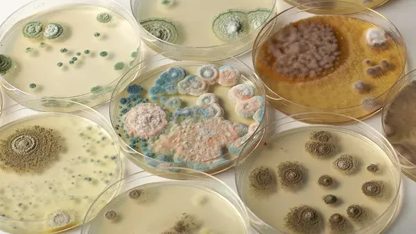 микотоксины