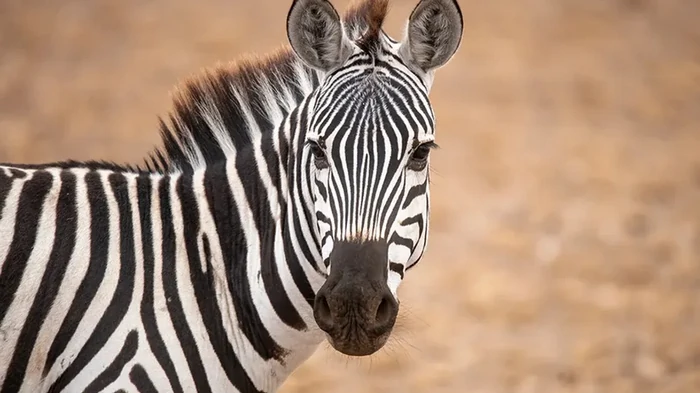 Никто не ездит верхом на зебрах: почему животные не рассматриваются в качестве средства передвижения