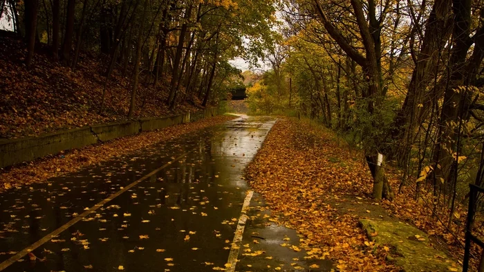 Магия природы: ученые объяснили, что вызывает смену листьев на деревьях осенью