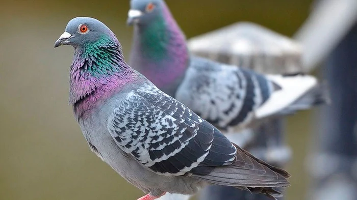 Ученые нашли в теле птиц неожиданный магнитный «компас» — детали шокирующего открытия