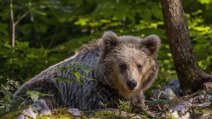 Медведи в Италии мутировали и ведут себя нетипично: ученые нашли объяснение