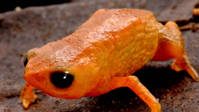 В Бразилии открыли миниатюрную лягушку, которая полностью помещается на кончике карандаша