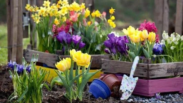 «Рослини від Василя Івановича»: розкішний сад з гарантією якості