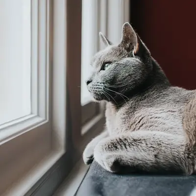 кошка