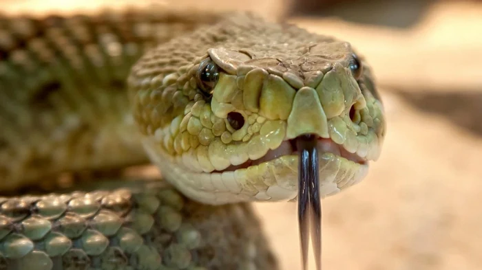 Как змеи могут жить без еды неделями и даже месяцами: ученые нашли объяснение