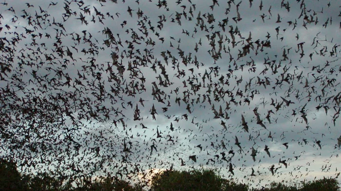 Пещера с летучими мышами: в Уганде зафиксировали механизм распространения опасного вируса