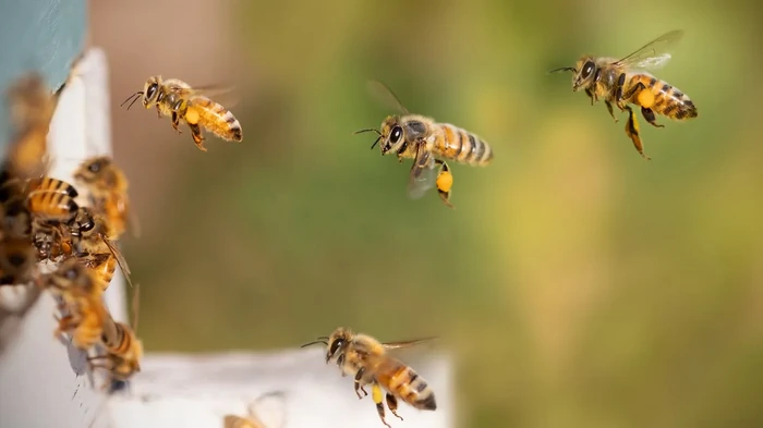 Ученые сделали тревожное открытие: как «вечные химикаты» влияют на медоносных пчел