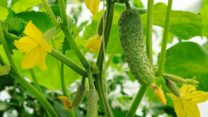 Ученые объяснили, почему огурец постоянно движется