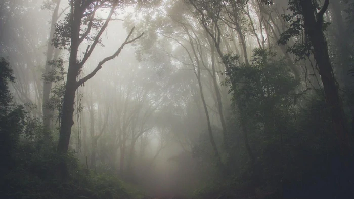 В Африке наблюдают явление, которого никто не ожидал, – ученые