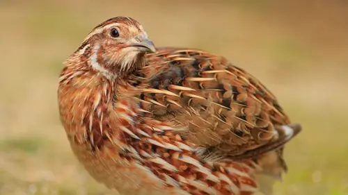 Хорошие родители стареют быстрее: исследование на животных выявило интересную закономернос...