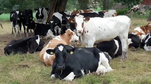 «Прорвался через границу»: Китай борется со вспышкой ящура, против которого нет вакцин