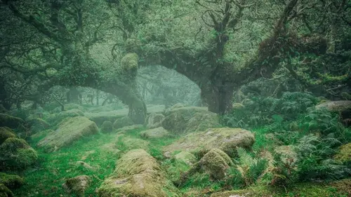 Под Северным морем обнаружили скрытый лес, считавшийся исчезнувшим 400 000 лет назад