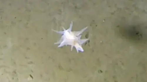 На глубине более 9 тысяч метров обнаружили морское существо, которое сложно идентифицирова...