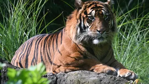 В Индии в тигровых заповедниках ввели важный запрет для туристов, – BBC