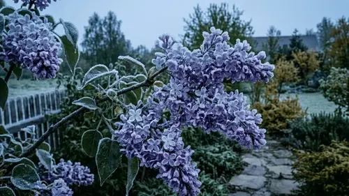 В Европе посреди мая ударят морозы: куда надвигается холод до -5°C