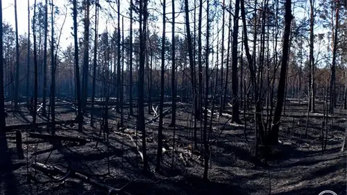 В Чернобыльской зоне локализовали все очаги возгорания