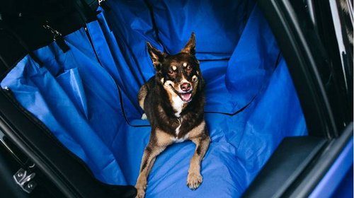 Как обезопасить свою собаку при перевозке в машине?